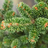 Abies fraseri (Fraser Fir) Seedlings & Transplants Available for Spring Shipping