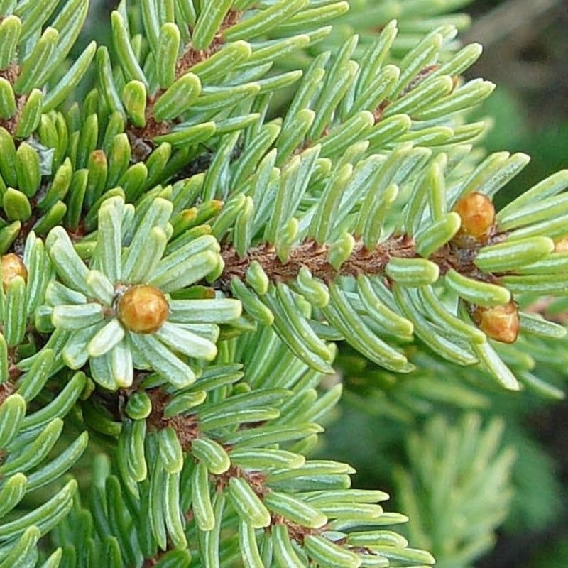 Picea mariana (Black Spruce) Seedlings & Transplants Available for Spring Shipping