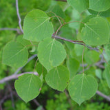 Populus tremuloides (Quaking Aspen) Seedlings & Transplants Available for Spring Shipping