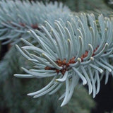 Picea pungens (Colorado Blue Spruce) Seedlings & Transplants Available for Spring Shipping