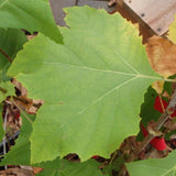 Platanus occidentalis (American Sycamore, American Plane) Seedlings & Transplants Available for Spring Shipping