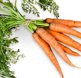 Danvers 126 Carrot (Daucus carota)