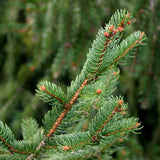 Picea abies Lake States (Lake States Norway Spruce, Norway Spruce) Seedlings & Transplants Available for Spring Shipping