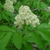 Sambucus racemosa (European Red Elderberry) Seedlings & Transplants Available for Spring Shipping