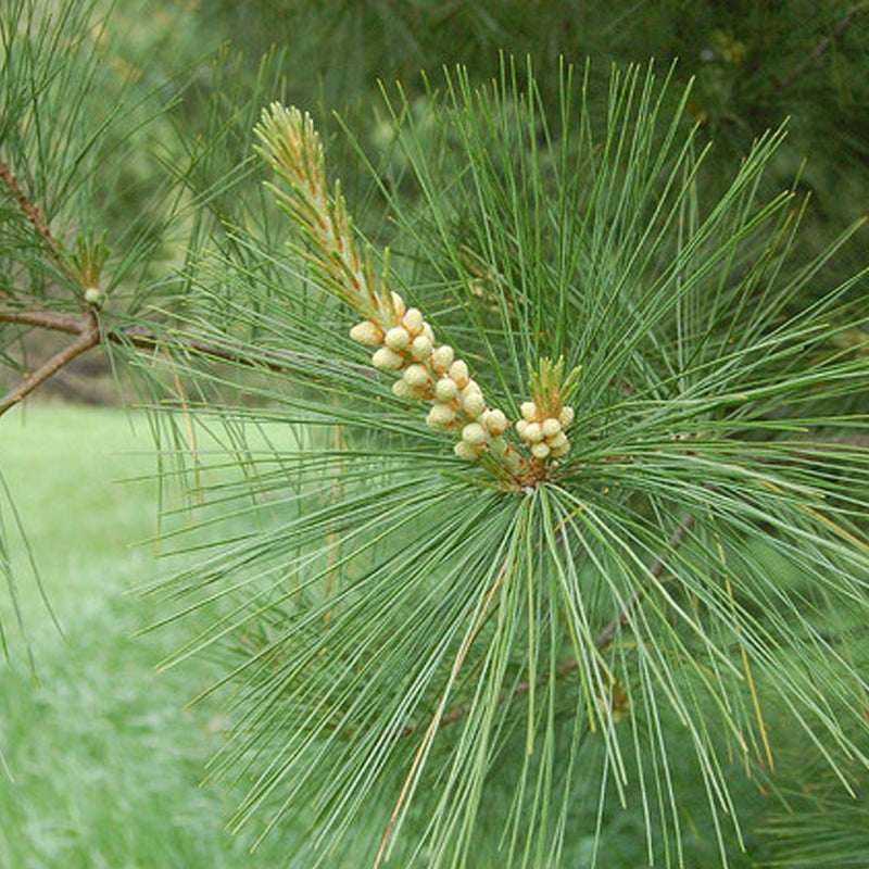 Pinus strobus (Wisconsin) (Eastern White Pine, White Pine, Weymouth Pine) Seedlings & Transplants Available for Spring Shipping