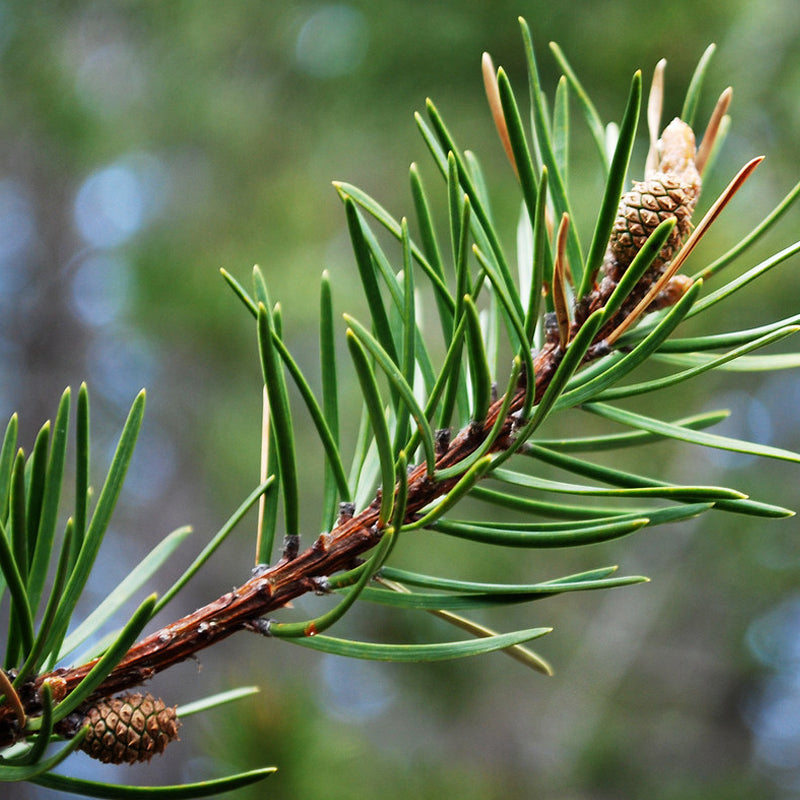 Pinus banksiana (Jack Pine) Seedlings & Transplants Available for Spring Shipping