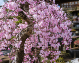 Prunus subhirtella Pendula (Rosebud Cherry, Spring Cherry, Weeping Higan Cherry, Winter Flowering Cherry)