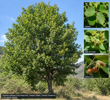 Corylus colurna (Tree Hazel Nut, Turkish Filbert, Turkish Hazelnut)