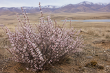 Prunus tenella (Dwarf Russian Almond, Russian Almond)