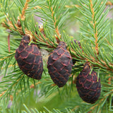 Picea mariana (Black Spruce) Seedlings & Transplants Available for Spring Shipping