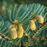 Abies concolor iowiana (Pacific White Fir, Iowa White Fir, Concolor Fir) Seedlings & Transplants Available for Spring Shipping