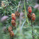 Larix laricina (americana) (American Larch, Tamarack) Seedlings & Transplants Available for Spring Shipping