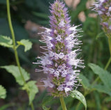 AGASTACHE urticifolia (Nettleleaf Horsemint)