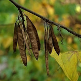 Cercis canadensis (Eastern Redbud, Northern Red Bud) Seedlings & Transplants Available for Spring Shipping