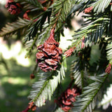 Sequoia sempervirens (Redwood, California Redwood, Coast Redwood)  52% Germ.