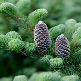 Abies fraseri (Fraser Fir) Seedlings & Transplants Available for Spring Shipping