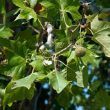 Platanus occidentalis (American Sycamore, American Plane) Seedlings & Transplants Available for Spring Shipping