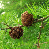 Larix decidua (European Larch) Seedlings & Transplants Available for Spring Shipping