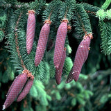 Picea abies Lake States (Lake States Norway Spruce, Norway Spruce) Seedlings & Transplants Available for Spring Shipping