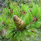 Pinus banksiana (Jack Pine) Seedlings & Transplants Available for Spring Shipping