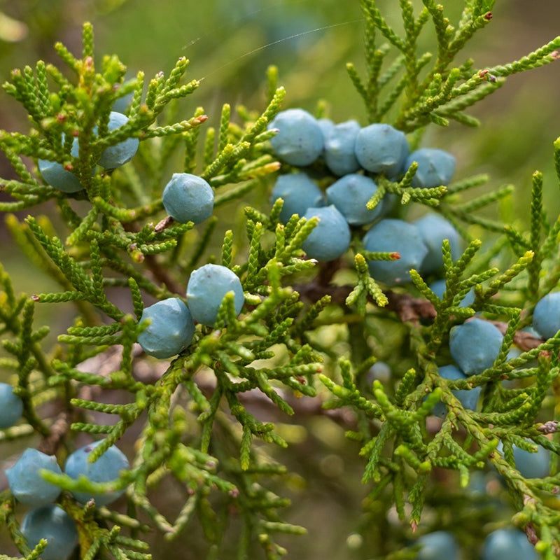 Juniperus virginiana (Eastern Red Cedar, Virginia Cedar) Seedlings & Transplants Available for Spring Shipping