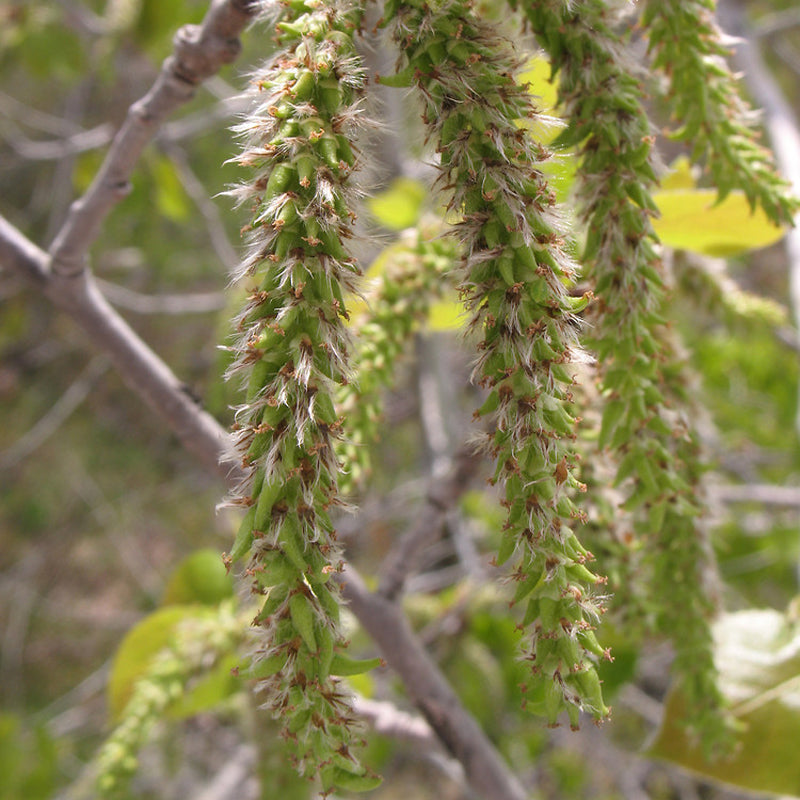 Populus tremuloides (Quaking Aspen) Seedlings & Transplants Available ...