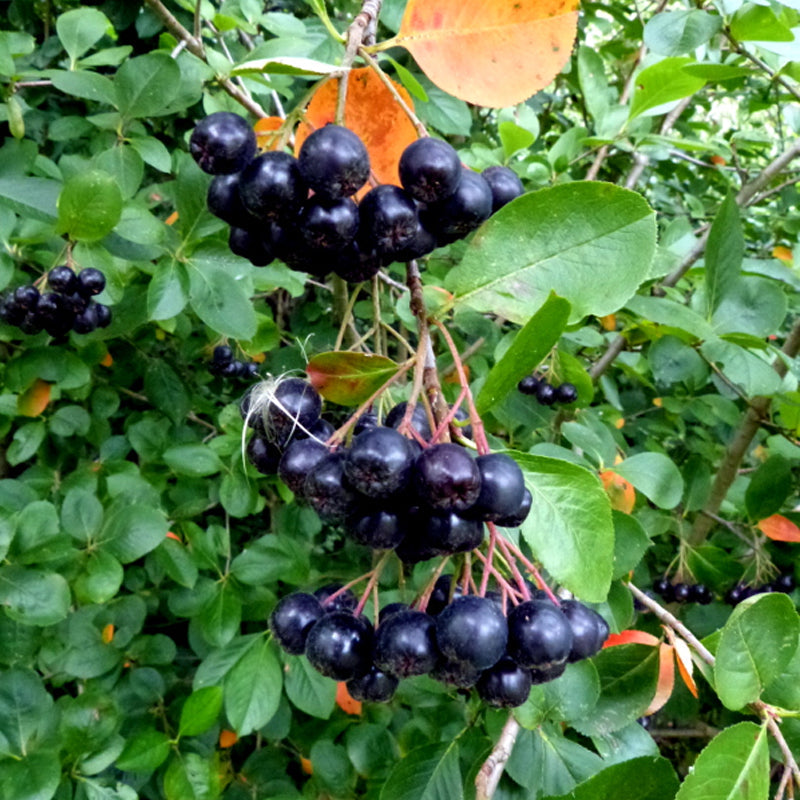 Aronia melanocarpa (Black Chokeberry) Seedlings & Transplants Available for Spring Shipping