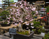 Prunus subhirtella Pendula (Rosebud Cherry, Spring Cherry, Weeping Higan Cherry, Winter Flowering Cherry)