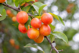 Prunus myrobalan aka Prunus cerasifer (Cherry plum, Myrobalan plum, Purple-leaf plum)