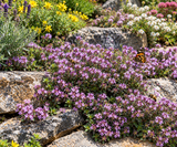 Thymus serpyllum (Dwarf Creeping Thyme) Height: 4-6"