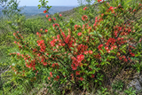Chaenomeles lagenaria (Common Quince)