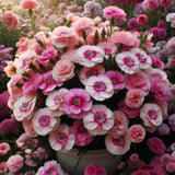 DIANTHUS barbatus (Sweet William Pinks, Mixed)