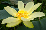 Nelumbo lutea (American lotus, Yellow sacred lotus, Yellow lotus)