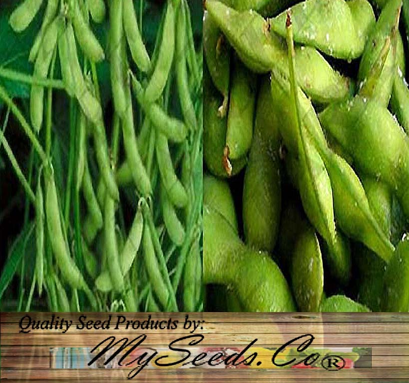 edamame garden seeds Edamame Bean, OP Heirloom (Glycine max) 1 oz (~180 Seeds)