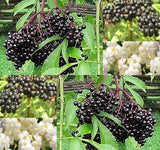 Sambucus Canadensis (American Elderberry) Seedlings & Transplants Available for Spring Shipping
