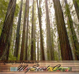 Sequoia sempervirens (Redwood, California Redwood, Coast Redwood) 52% Germ