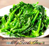 Chinese broccoli, Kailaan, Kai Lan (Brassica oleracea var. alboglabra)