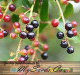 Prunus serotina (Black Cherry) Seedlings & Transplants Available for Spring Shipping