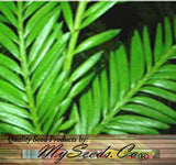 Sequoia sempervirens (Redwood, California Redwood, Coast Redwood) 52% Germ