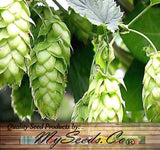 Humulus lupulus (Common Hops, Beer Hops, Hops)