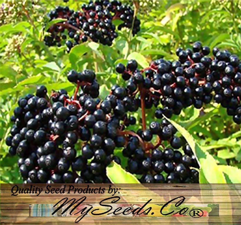 Sambucus Canadensis (American Elderberry) Seedlings & Transplants Available for Spring Shipping