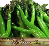 Chinese broccoli, Kailaan, Kai Lan (Brassica oleracea var. alboglabra)