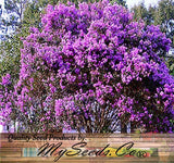 Lagerstroemia indica, Purple  (Crape myrtle, Common Crapemyrtle)