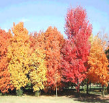 Acer saccharum (Sugar Maple) Seedlings & Transplants Available for Spring Shipping