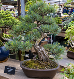 Pinus flexilis (Limber Pine, Rocky Mountain White Pine)