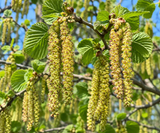 Corylus colurna (Tree Hazel Nut, Turkish Filbert, Turkish Hazelnut)