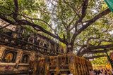 Ficus religiosa (Bodhi Tree, Peepal Tree, Pipal, Sacred Fig)