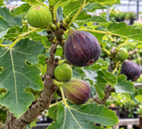 Ficus carica (Common Fig, Edible Fig)