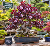 Prunus myrobalan aka Prunus cerasifer (Cherry plum, Myrobalan plum, Purple-leaf plum)