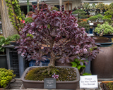 Prunus myrobalan aka Prunus cerasifer (Cherry plum, Myrobalan plum, Purple-leaf plum)